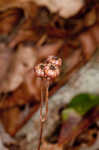 Pipsissewa <BR>Spotted wintergreen